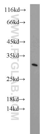 EIF6 Antibody in Western Blot (WB)