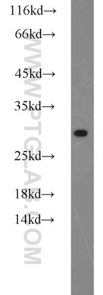 EIF6 Antibody in Western Blot (WB)