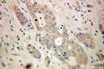 Torsin A Antibody in Immunohistochemistry (Paraffin) (IHC (P))