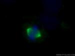 Aurora A Antibody in Immunocytochemistry (ICC/IF)