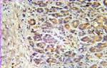 Aurora A Antibody in Immunohistochemistry (Paraffin) (IHC (P))