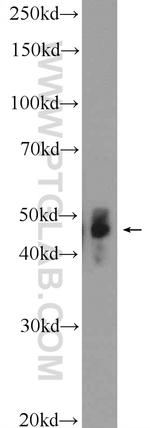 Aurora A Antibody in Western Blot (WB)