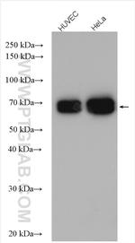 Lamin A/C Antibody in Western Blot (WB)