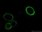 Lamin A/C Antibody in Immunocytochemistry (ICC/IF)