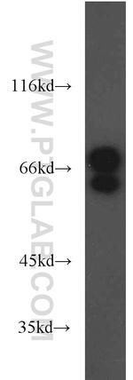 Lamin A/C Antibody in Western Blot (WB)