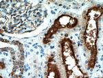 MME/CD10 Antibody in Immunohistochemistry (Paraffin) (IHC (P))