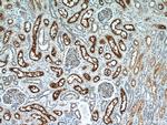 MME/CD10 Antibody in Immunohistochemistry (Paraffin) (IHC (P))