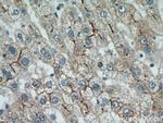 MME/CD10 Antibody in Immunohistochemistry (Paraffin) (IHC (P))