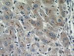 MME/CD10 Antibody in Immunohistochemistry (Paraffin) (IHC (P))