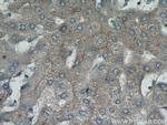 MME/CD10 Antibody in Immunohistochemistry (Paraffin) (IHC (P))