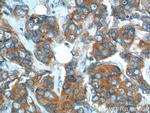 SNX1 Antibody in Immunohistochemistry (Paraffin) (IHC (P))