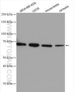 PLK1 Antibody in Western Blot (WB)