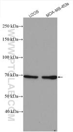 PLK1 Antibody in Western Blot (WB)