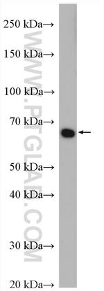 PLK1 Antibody in Western Blot (WB)