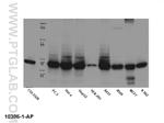 B23/NPM1 Antibody in Western Blot (WB)