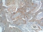 GPRC5A/RAI3 Antibody in Immunohistochemistry (Paraffin) (IHC (P))