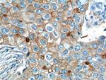 GPRC5A/RAI3 Antibody in Immunohistochemistry (Paraffin) (IHC (P))