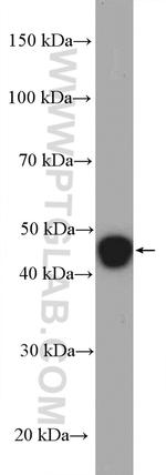 GPRC5A/RAI3 Antibody in Western Blot (WB)