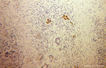 MPV17 Antibody in Immunohistochemistry (Paraffin) (IHC (P))