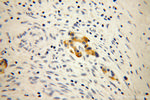 MPV17 Antibody in Immunohistochemistry (Paraffin) (IHC (P))