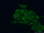 Stanniocalcin 2 Antibody in Immunocytochemistry (ICC/IF)