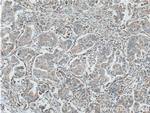 Stanniocalcin 2 Antibody in Immunohistochemistry (Paraffin) (IHC (P))