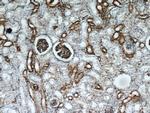 Stanniocalcin 2 Antibody in Immunohistochemistry (Paraffin) (IHC (P))