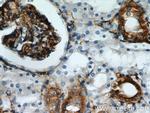 Stanniocalcin 2 Antibody in Immunohistochemistry (Paraffin) (IHC (P))