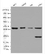 Cathepsin H Antibody in Western Blot (WB)