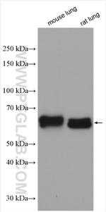 CRMP1 Antibody in Western Blot (WB)