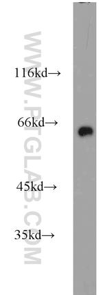 CRMP1 Antibody in Western Blot (WB)