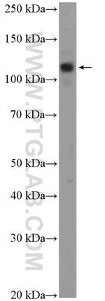 EIF3B Antibody in Western Blot (WB)