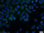 TCP1 Antibody in Immunocytochemistry (ICC/IF)