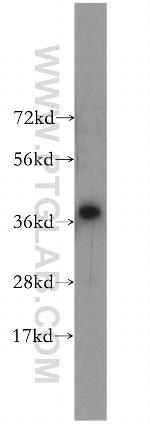 PPP2R4 Antibody in Western Blot (WB)