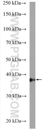 PPP2R4 Antibody in Western Blot (WB)