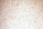 NUDT21 Antibody in Immunohistochemistry (Paraffin) (IHC (P))