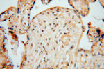 NUDT21 Antibody in Immunohistochemistry (Paraffin) (IHC (P))