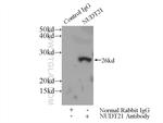 NUDT21 Antibody in Immunoprecipitation (IP)