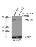 NUDT21 Antibody in Western Blot (WB)