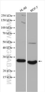 NUDT21 Antibody in Western Blot (WB)