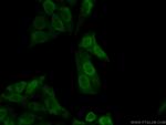 APEX1 Antibody in Immunocytochemistry (ICC/IF)