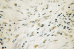 APEX1 Antibody in Immunohistochemistry (Paraffin) (IHC (P))