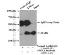 APEX1 Antibody in Immunoprecipitation (IP)