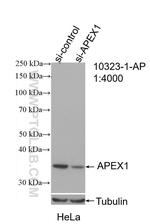 APEX1 Antibody in Western Blot (WB)