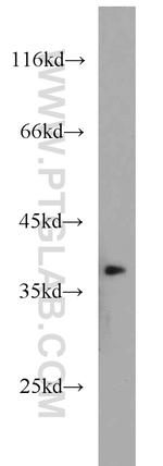 APEX1 Antibody in Western Blot (WB)