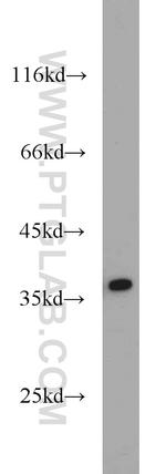 APEX1 Antibody in Western Blot (WB)