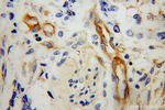 MYL12B Antibody in Immunohistochemistry (Paraffin) (IHC (P))