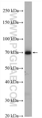 NXF1 Antibody in Western Blot (WB)