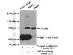 NXF1 Antibody in Immunoprecipitation (IP)