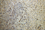 U2AF35 Antibody in Immunohistochemistry (Paraffin) (IHC (P))